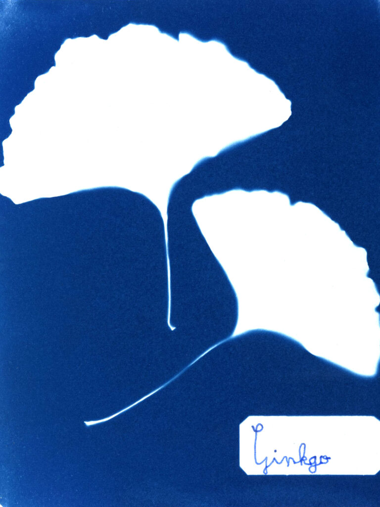 atelier-boutdessais-fleur-bleue (11)