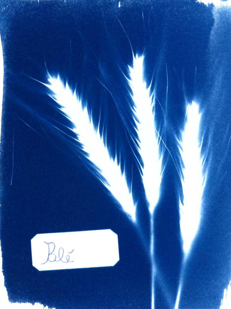 atelier-boutdessais-fleur-bleue (12)
