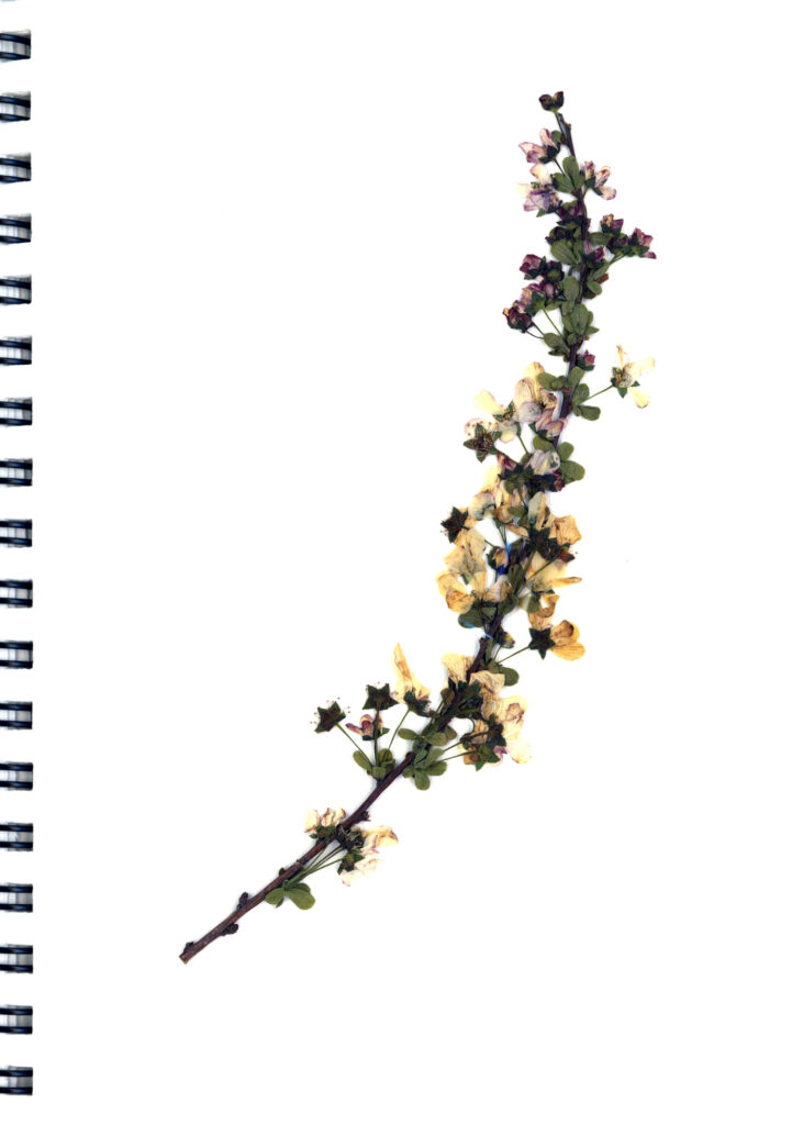 atelier-boutdessais-fleur-bleue (6)