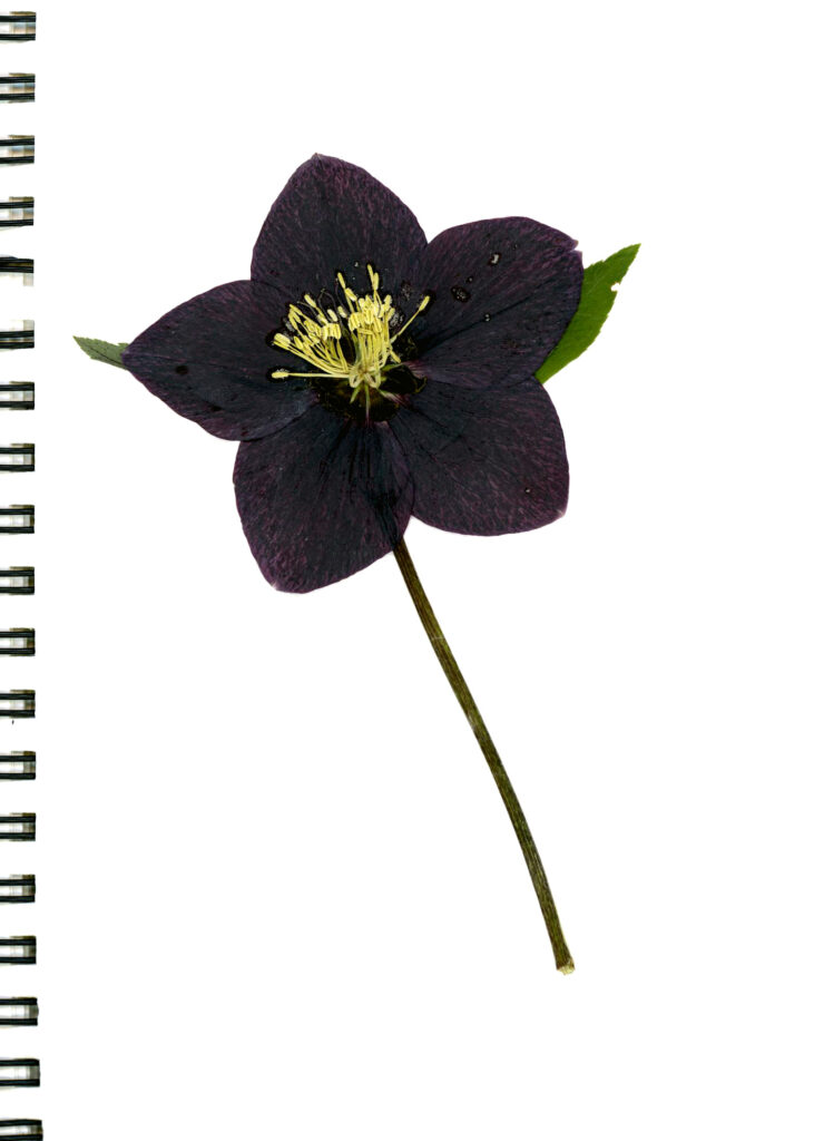 atelier-boutdessais-fleur-bleue (7)